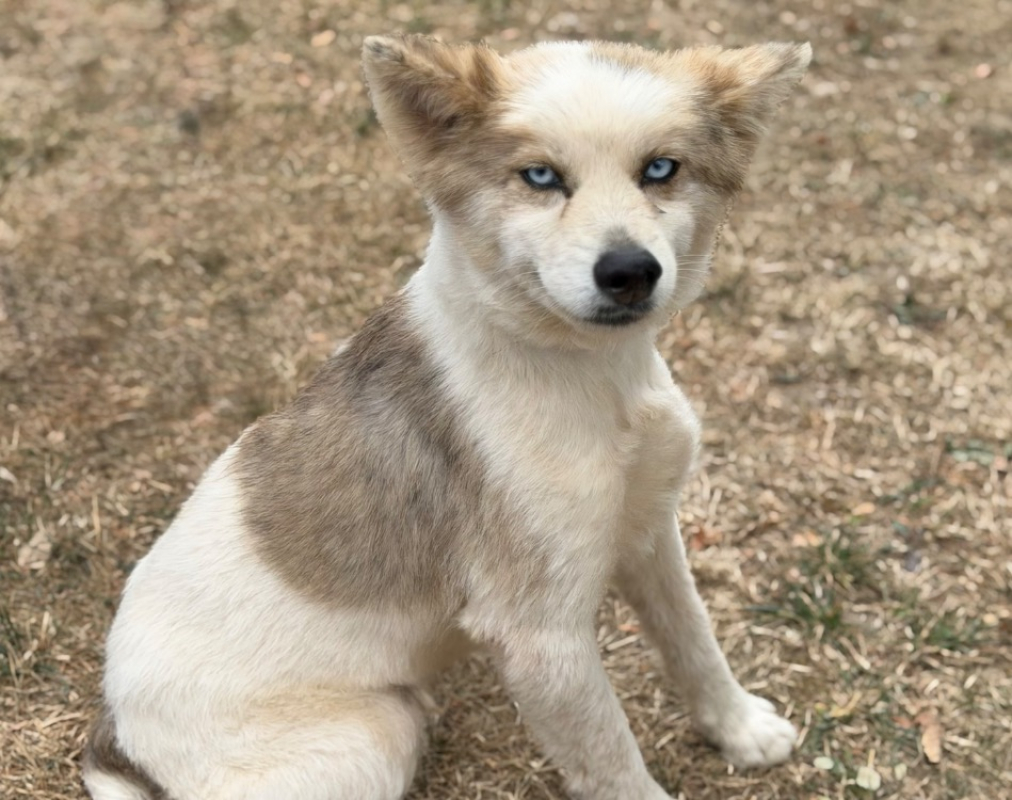 Rimario - Chien à adopter
