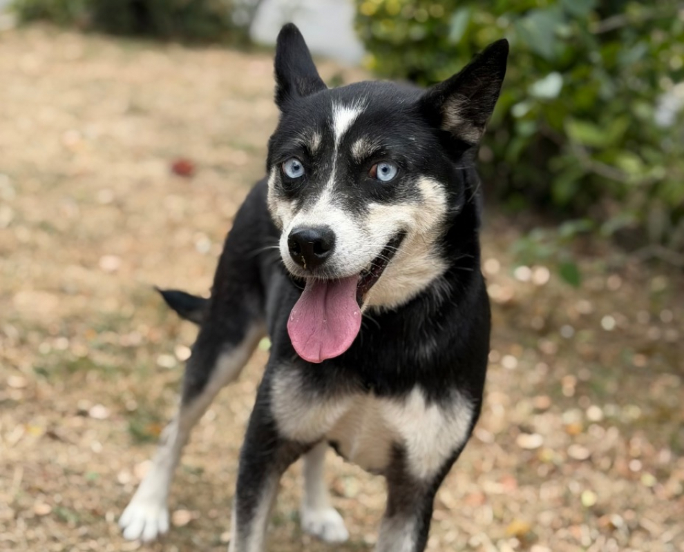 Mina - Chien à adopter