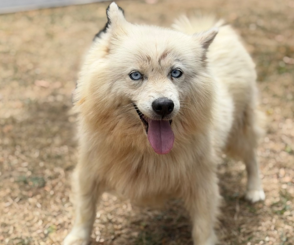 Praline - Chien à adopter