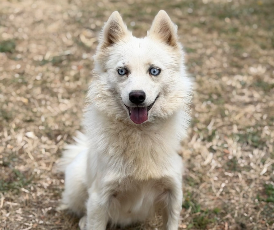 Lilou - Chien à adopter