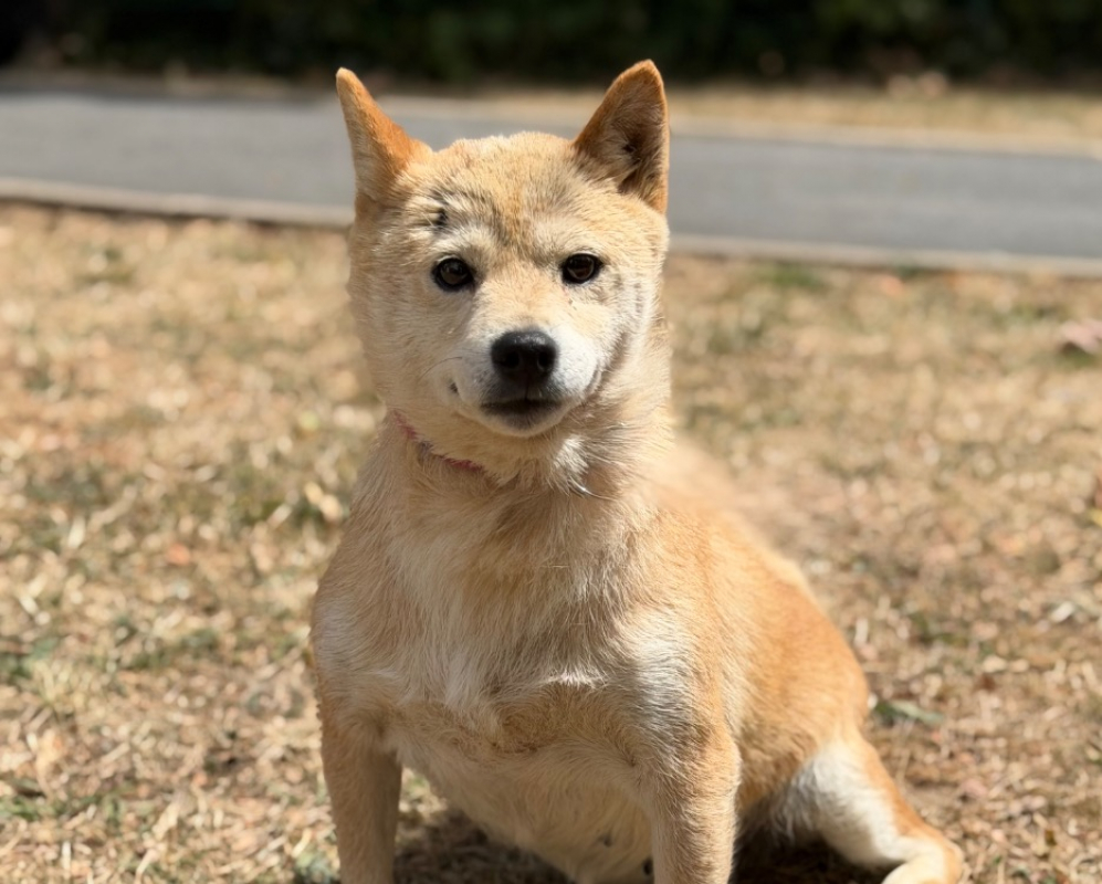 Joyce - Chien à adopter