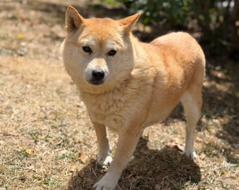 Jane - Chien à adopter