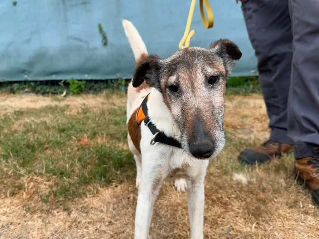 Niky en sos - Chien à adopter
