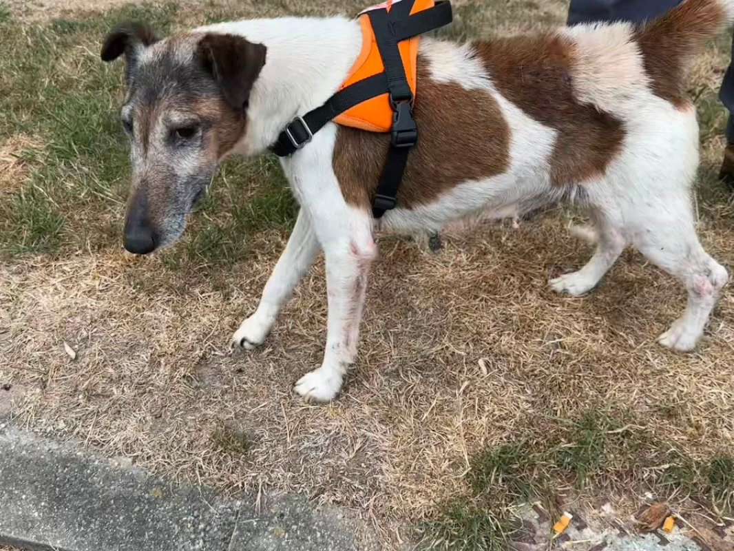 Niky en sos - Chien à adopter - photo 3