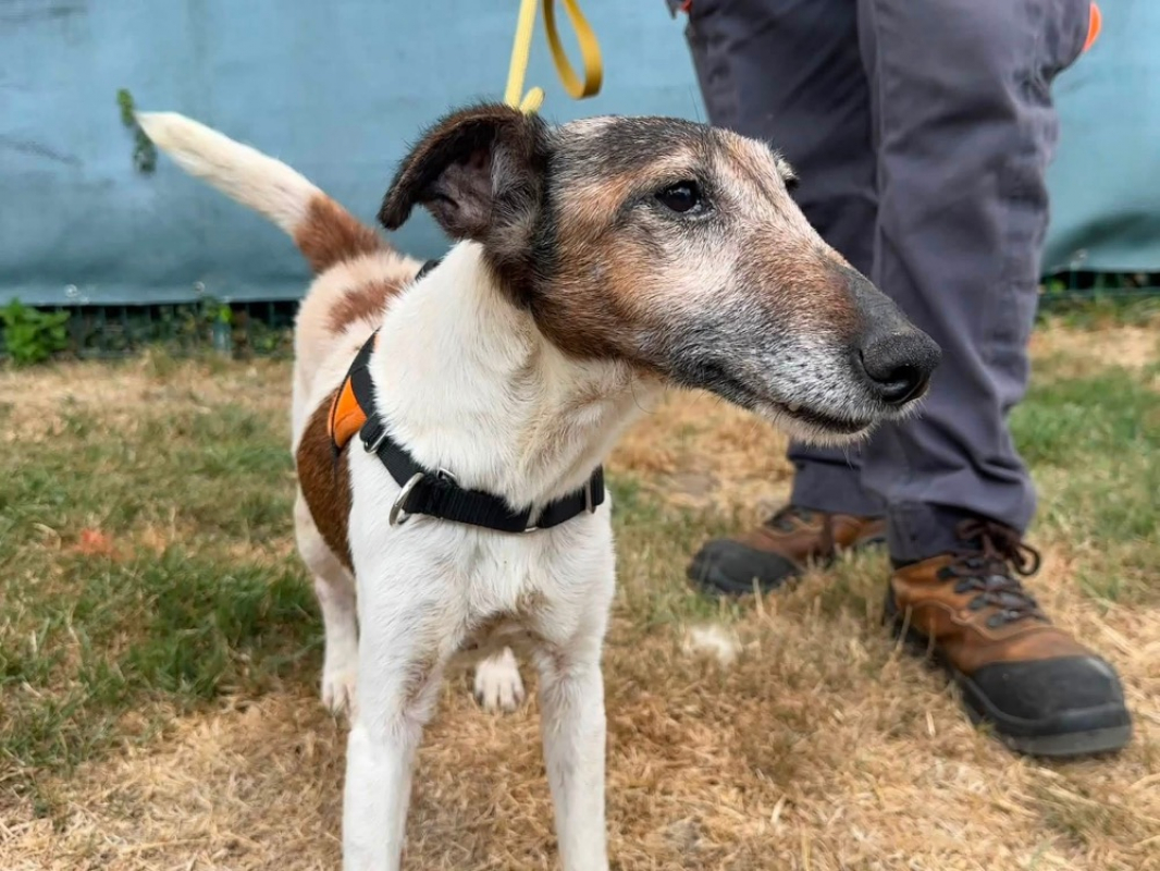 Niky en sos - Chien à adopter - photo 4