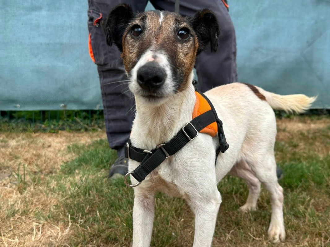 Ruby - Chien à adopter