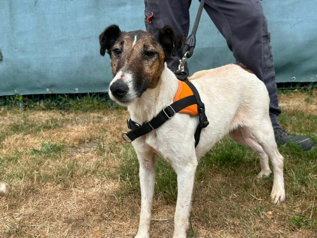 Ruby - Chien à adopter - photo 2