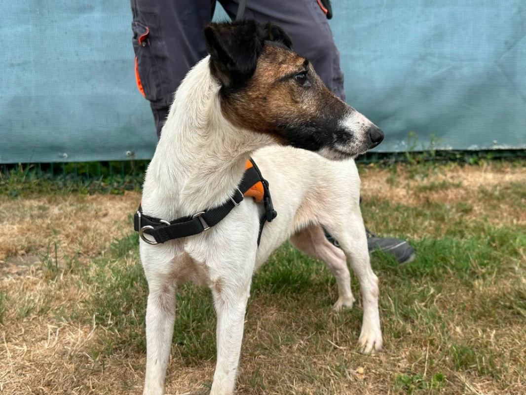Ruby - Chien à adopter - photo 3