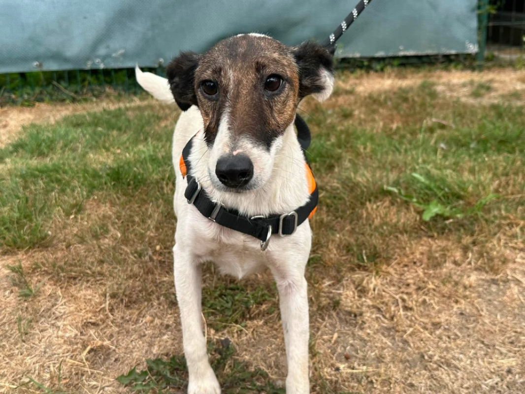 Tara - Chien à adopter