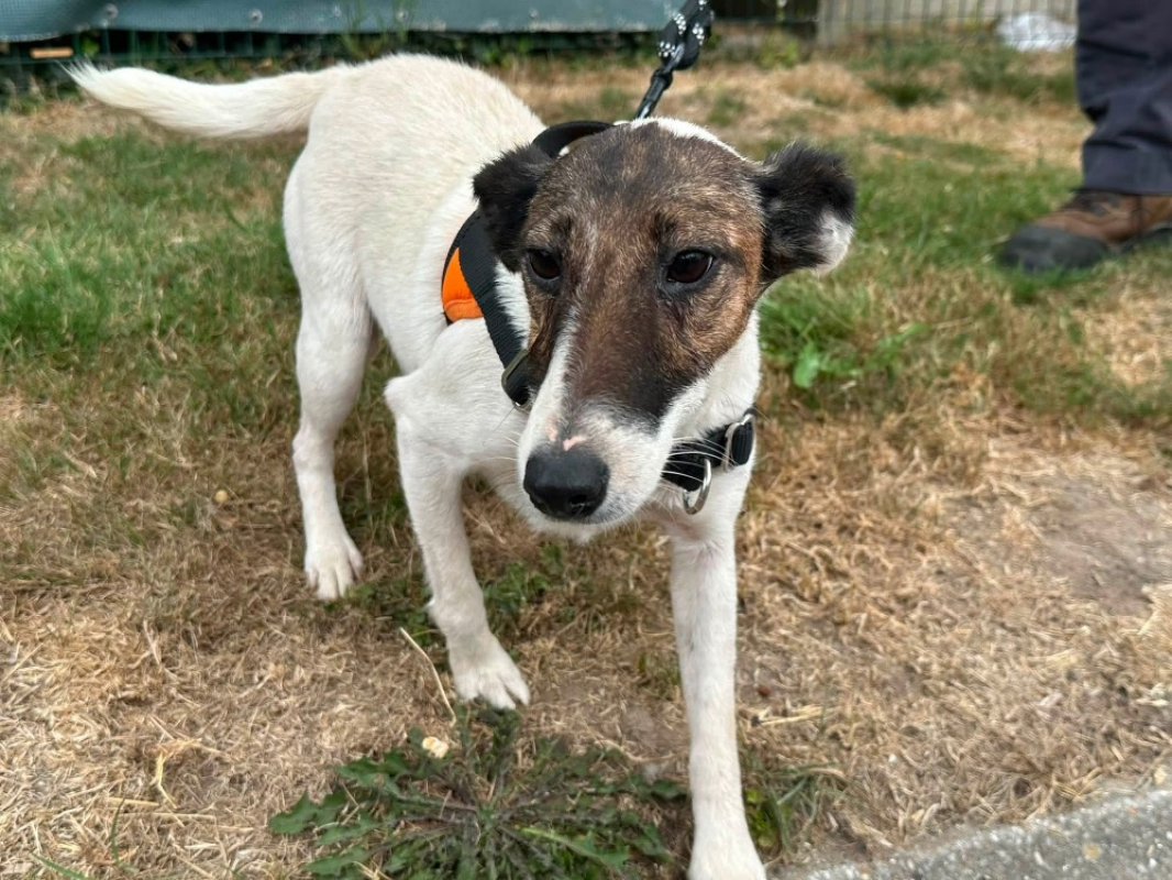 Tara - Chien à adopter - photo 2