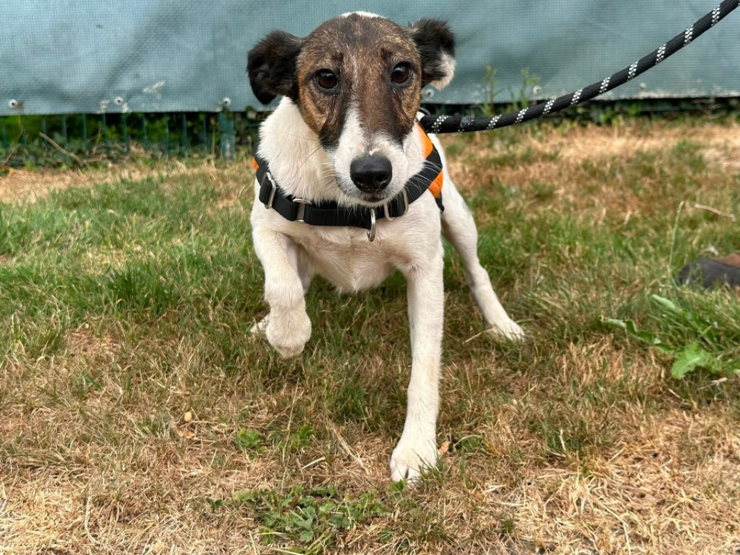 Tara - Chien à adopter - photo 3