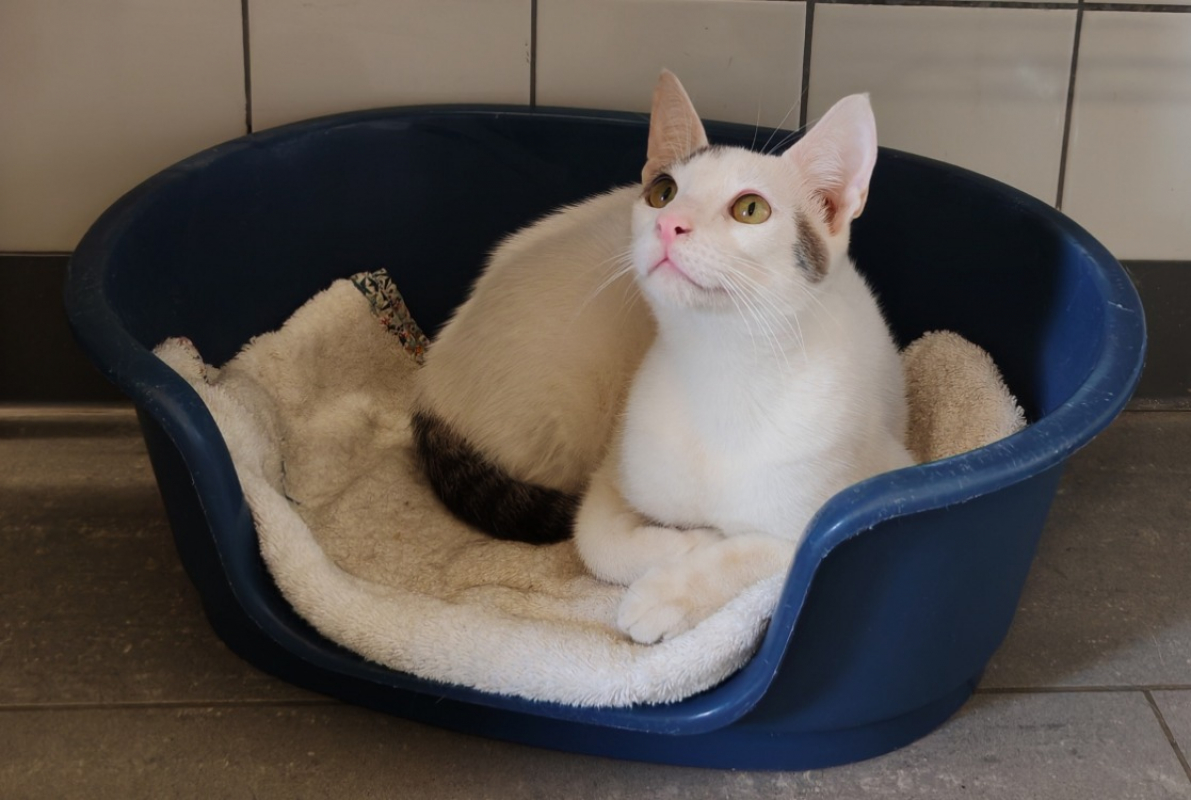 Beetle - Chat Européen à adopter