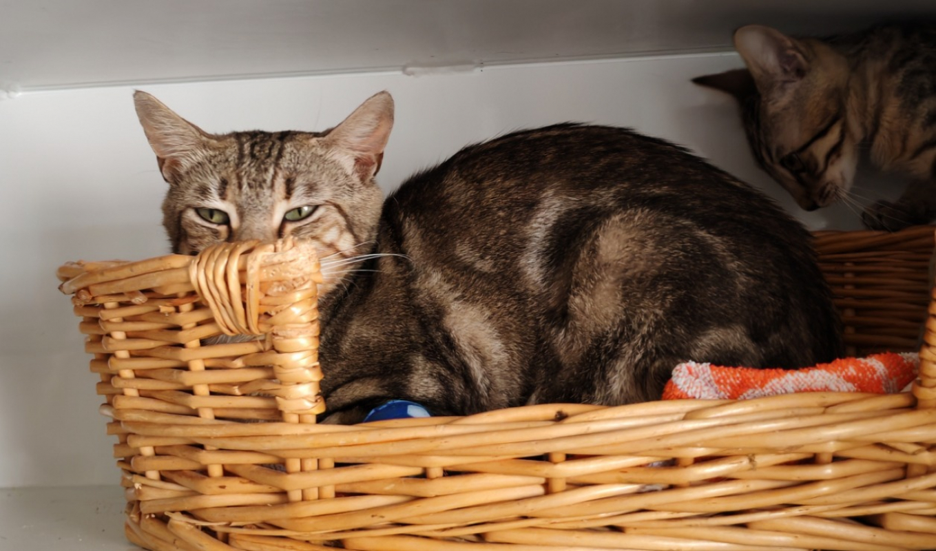 Biscotte - Chat Européen à adopter