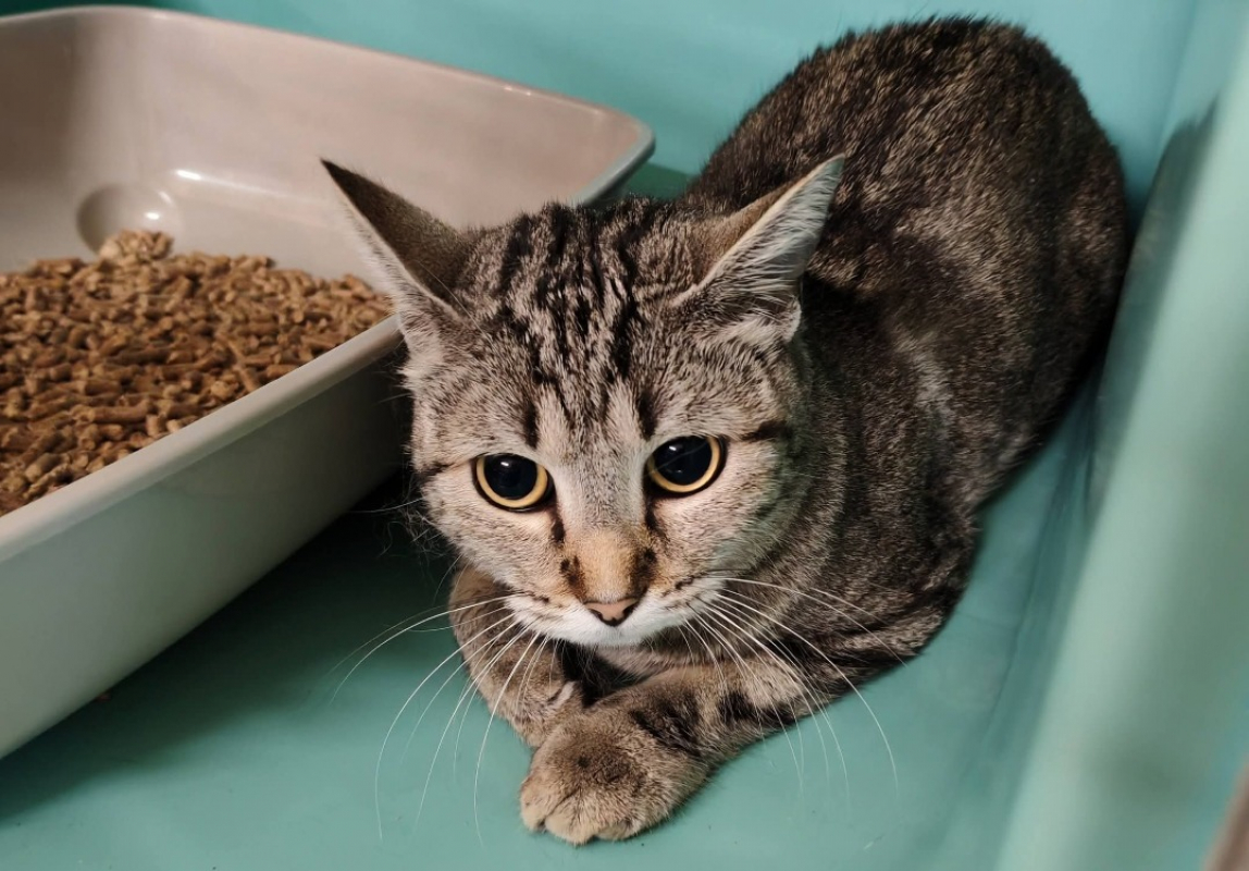 Tonnerre - Chat Européen à adopter