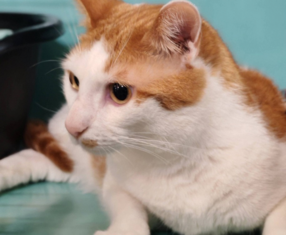 Ace - Chat Européen à adopter