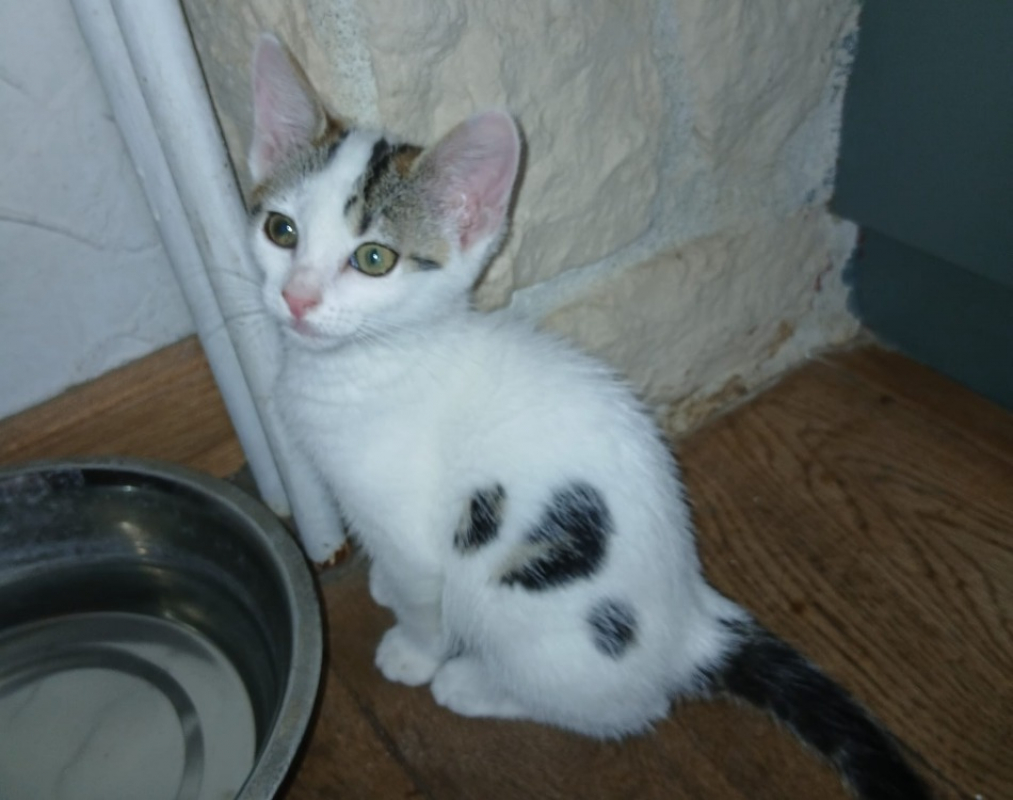 Briana chez anne - Chat Européen à adopter