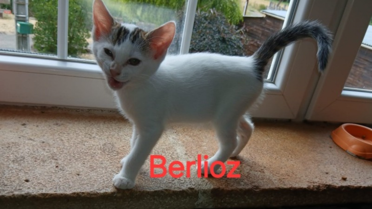 Berlioz chez anne - Chat Européen à adopter