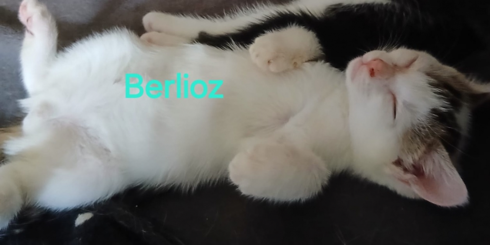 Berlioz chez anne - Chat Européen à adopter - photo 2