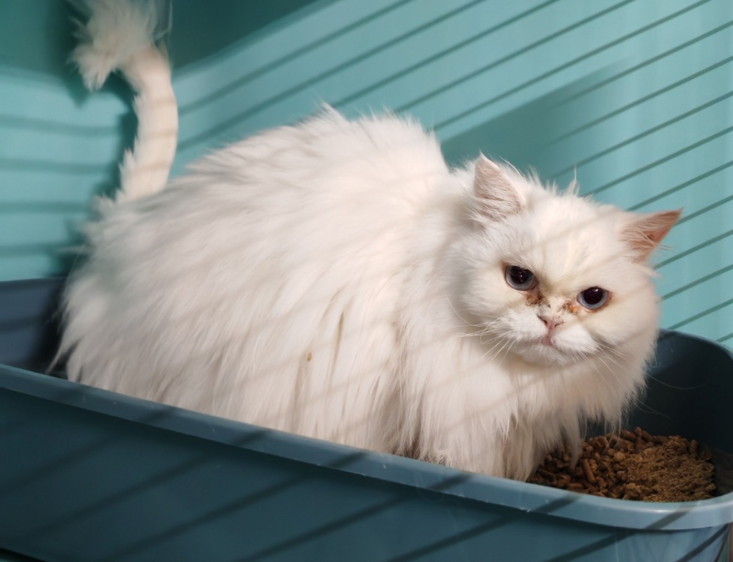 Lea - Chat Persan à adopter
