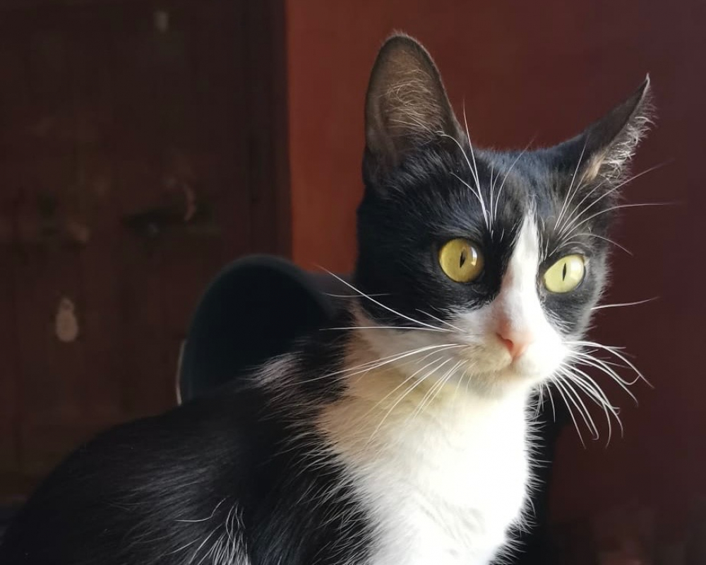 Chatoune - Chat Européen à adopter