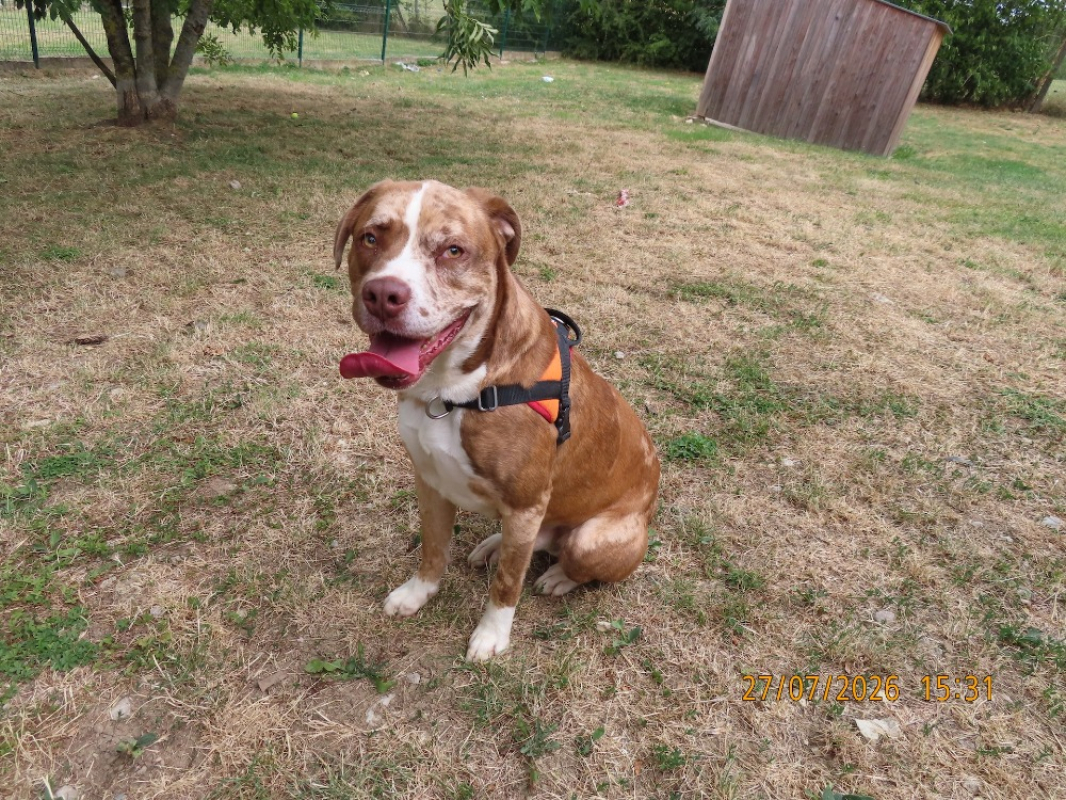 Edison - Chien à adopter