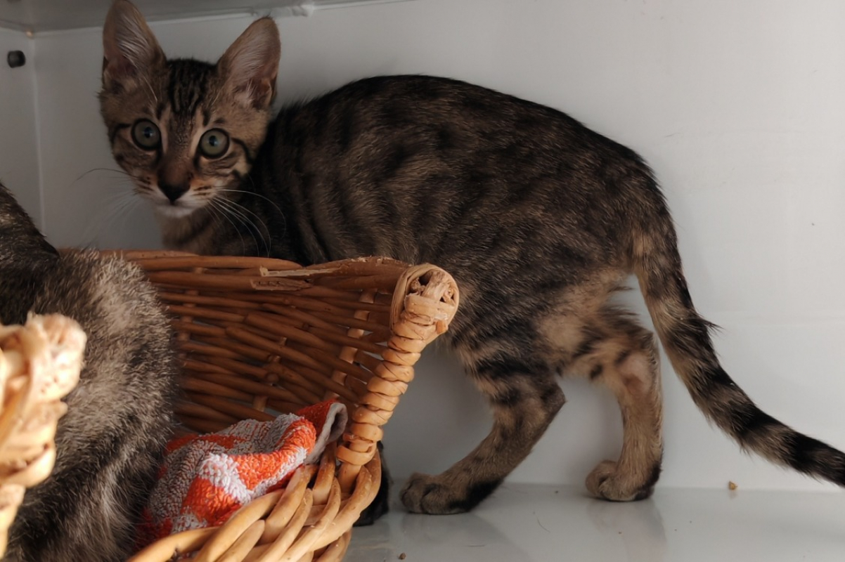 Orage - Chat Européen à adopter