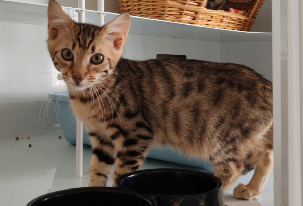 Fjord - Chat Européen à adopter