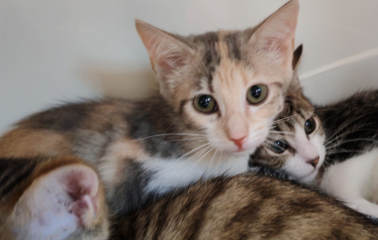 Mousse - Chat Européen à adopter