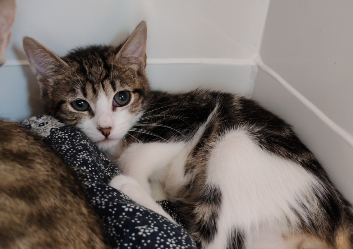 Pousse - Chat Européen à adopter