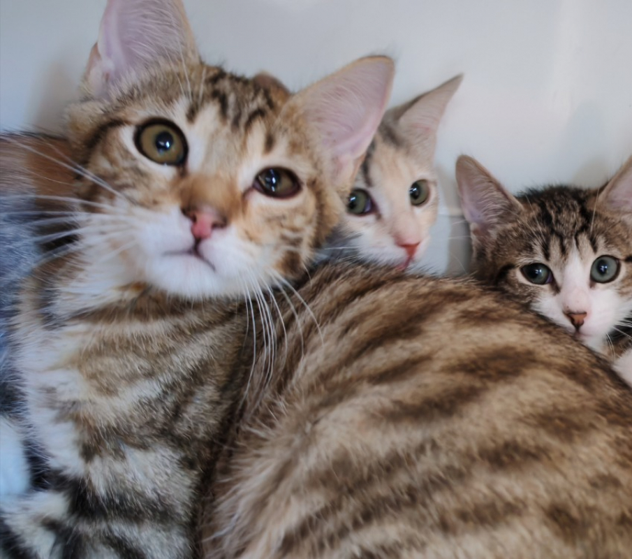 Cousse - Chat Européen à adopter