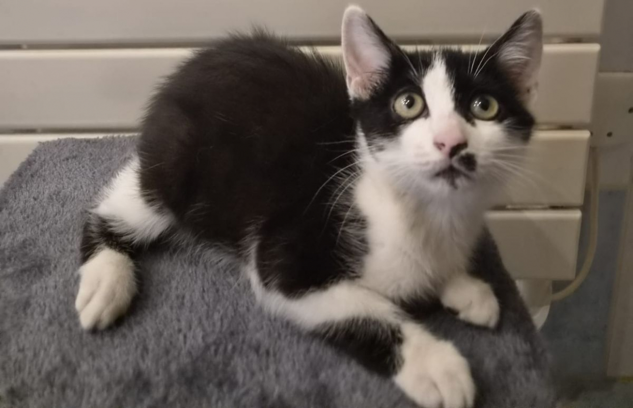Baïa - Chat à adopter - photo 4
