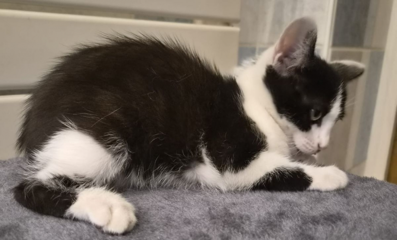 Baïa - Chat à adopter - photo 2