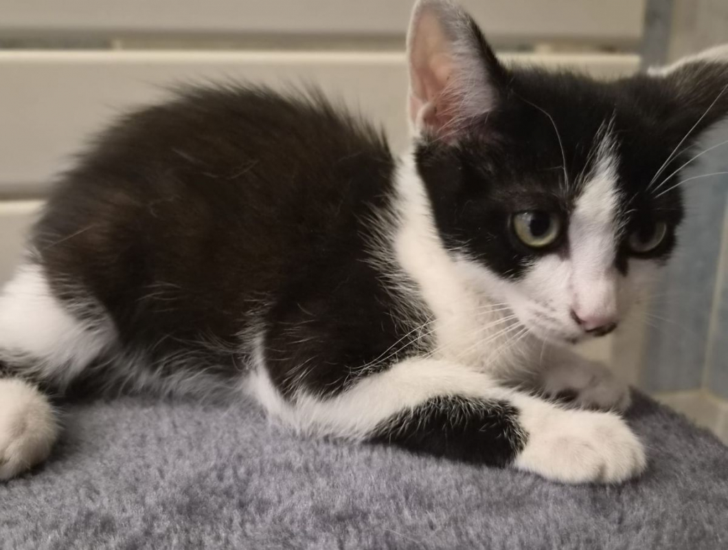 Baïa - Chat à adopter