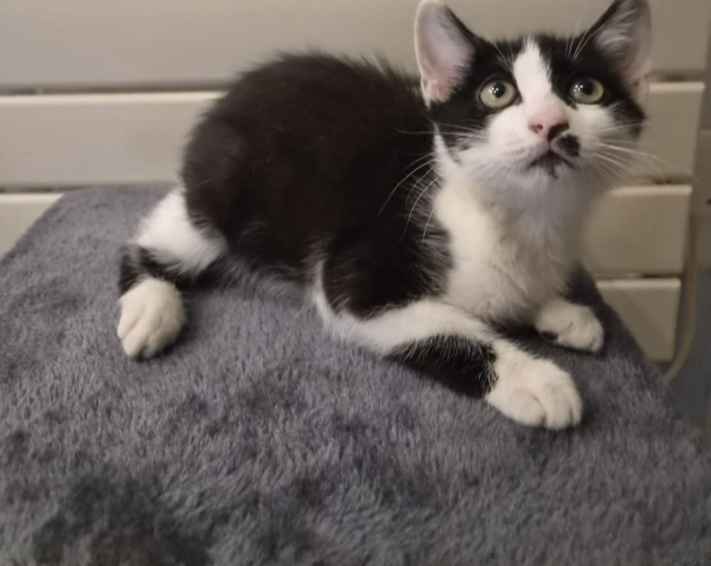 Baïa - Chat à adopter - photo 3