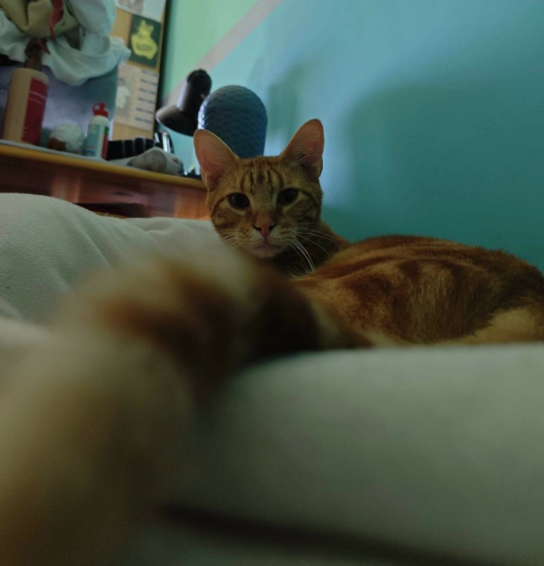CHOQUINOU - Chat Européen à adopter