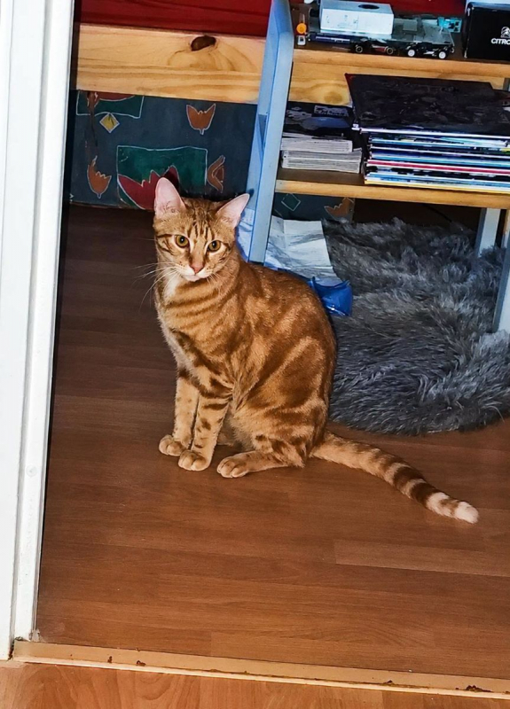 CHOQUINOU - Chat Européen à adopter - photo 3