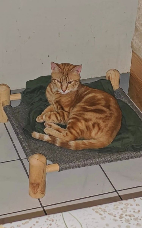 CHOQUINOU - Chat Européen à adopter - photo 7