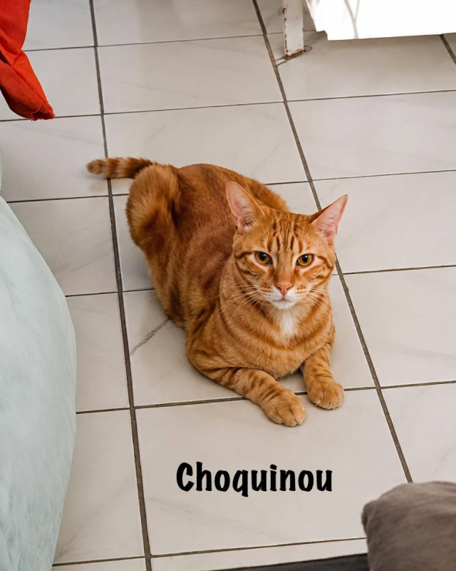 CHOQUINOU - Chat Européen à adopter - photo 5