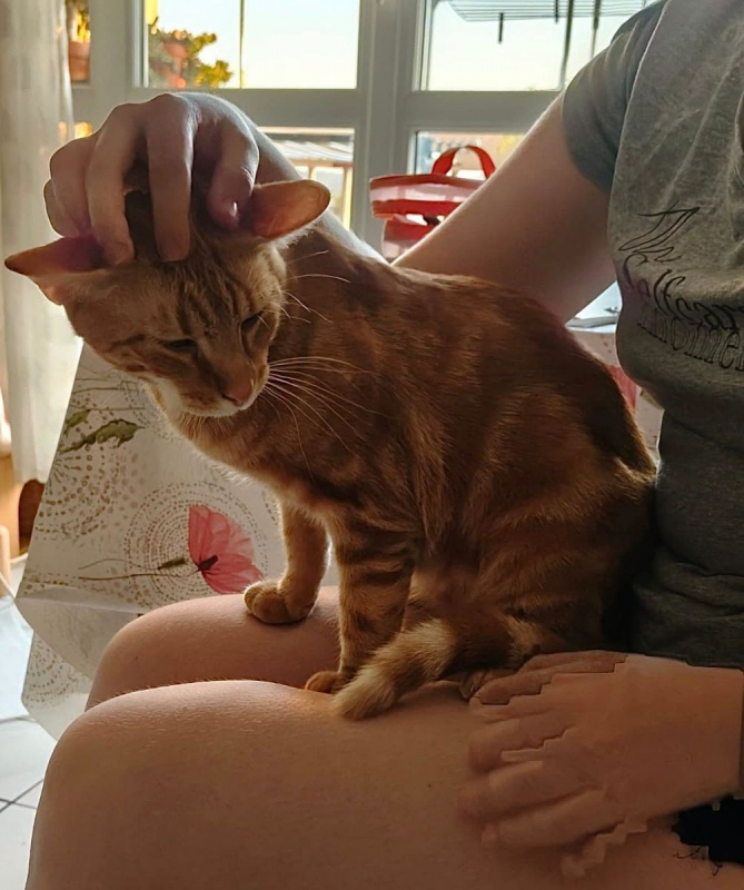 CHOQUINOU - Chat Européen à adopter - photo 4