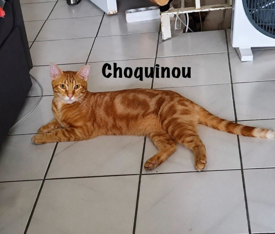 CHOQUINOU - Chat Européen à adopter - photo 6