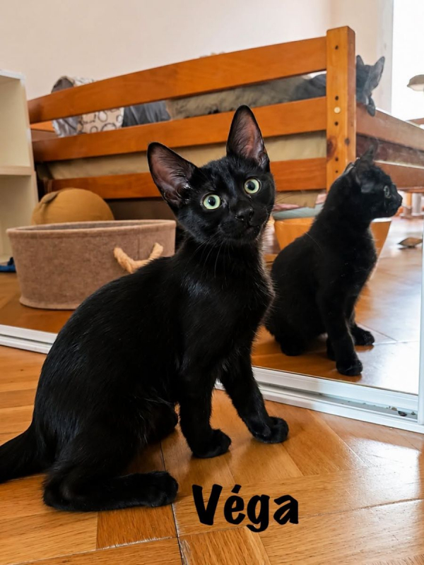 VEGA - Chat Européen à adopter