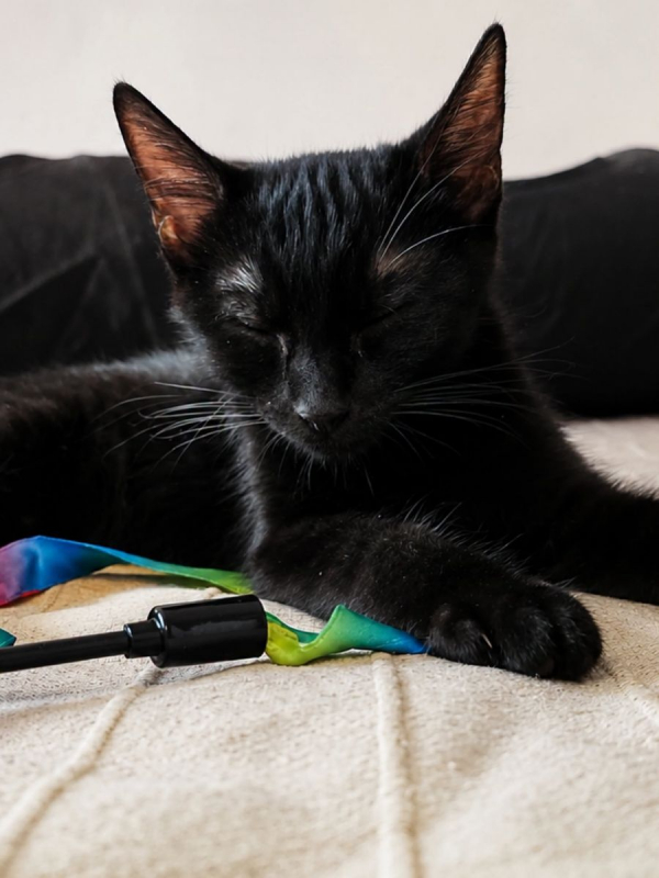 VEGA - Chat Européen à adopter - photo 3