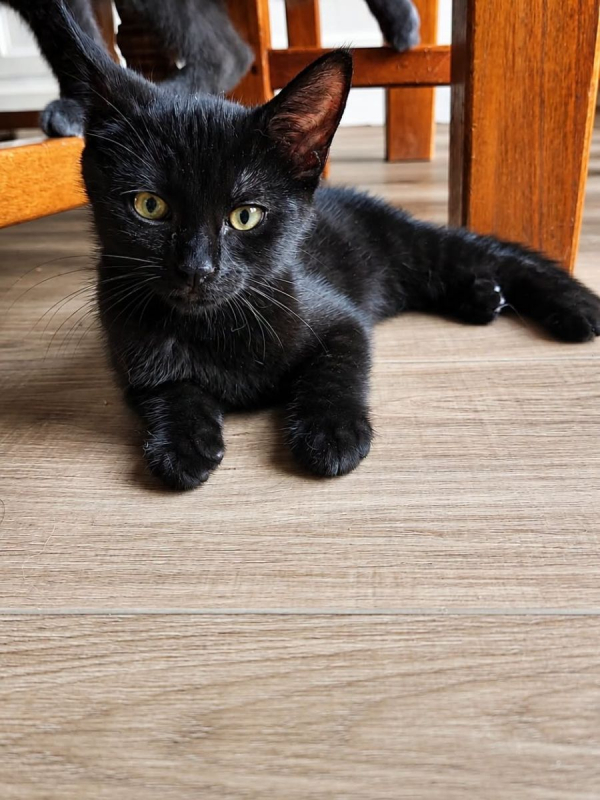 VEGA - Chat Européen à adopter - photo 2