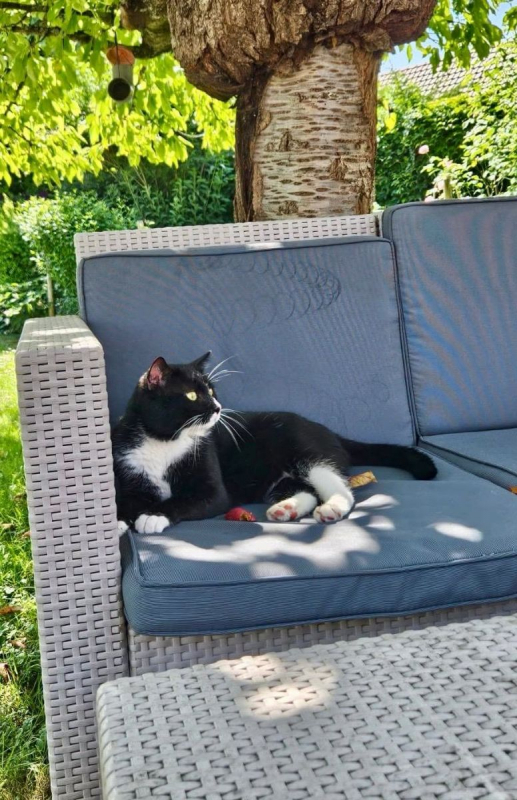 SAKHO - Chat Européen à adopter - photo 2