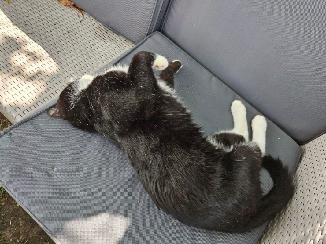 SAKHO - Chat Européen à adopter - photo 3