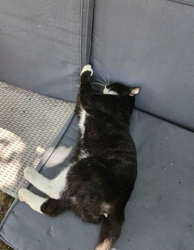 SAKHO - Chat Européen à adopter - photo 7