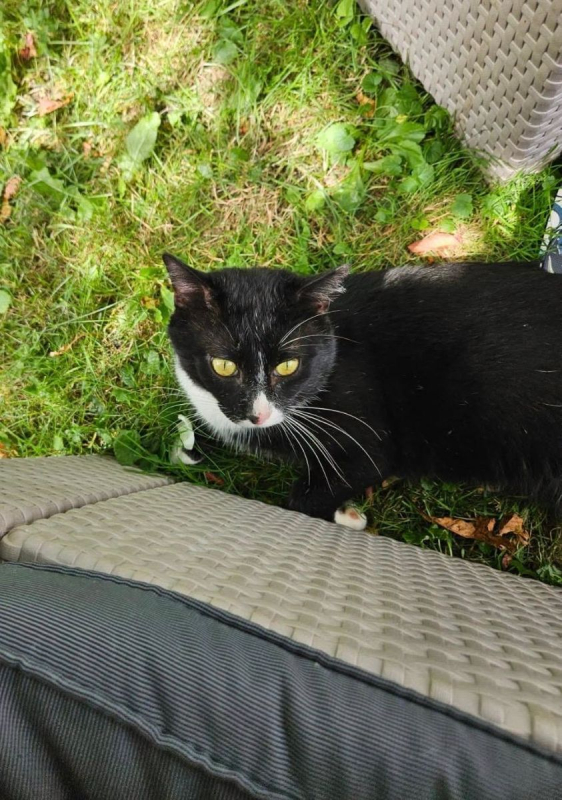 SAKHO - Chat Européen à adopter - photo 4