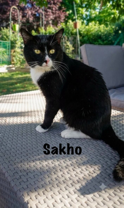 SAKHO - Chat Européen à adopter