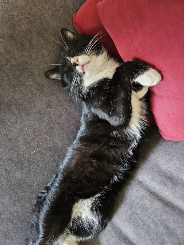 SAKHO - Chat Européen à adopter - photo 5