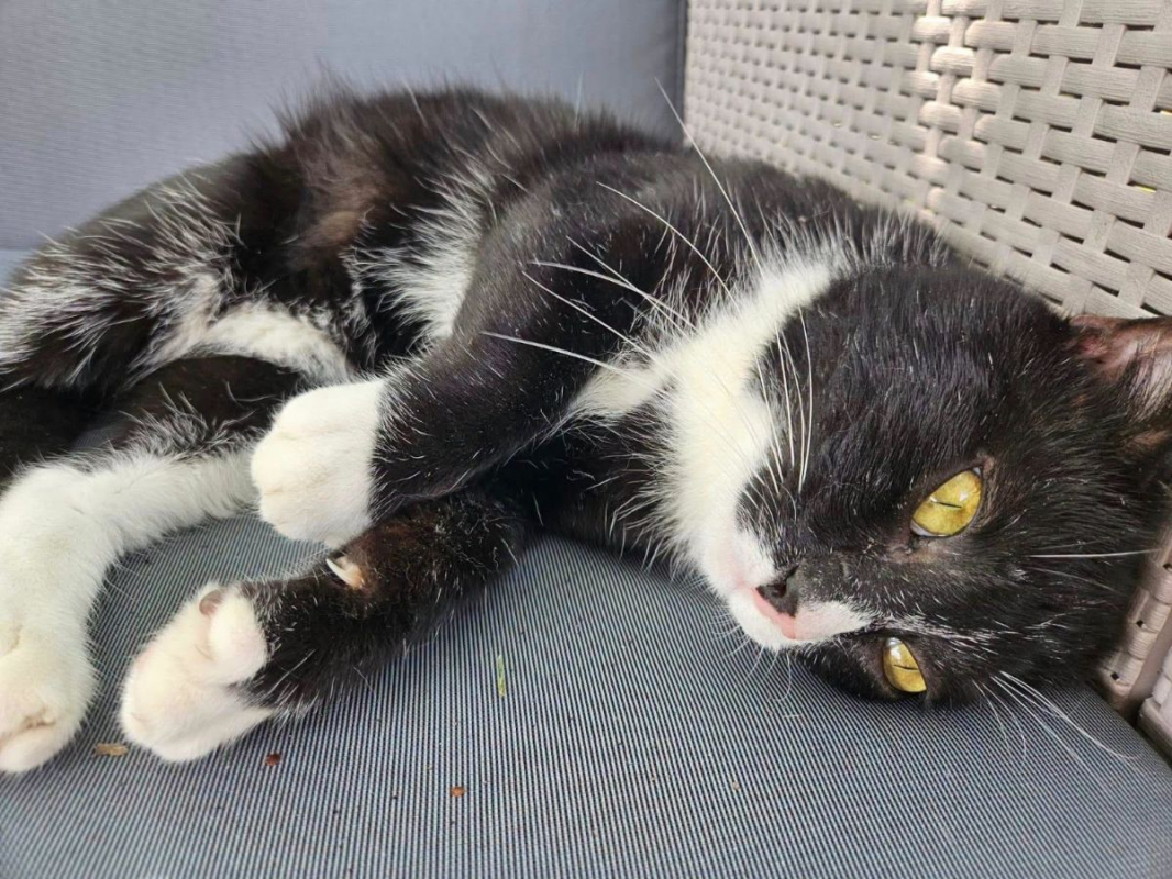 SAKHO - Chat Européen à adopter - photo 6